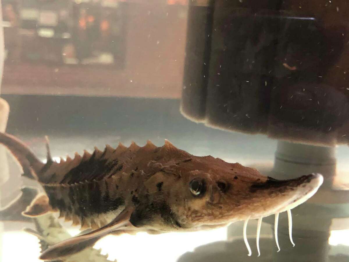 Chippewa Nature Center's young lake sturgeon arrived in mid-October, and is from the Black Lake watershed in northern Michigan. CNC has special permits enabling it to have the sturgeon, and will host it at least through summer 2021. (Photo provided/Chippewa Nature Center)