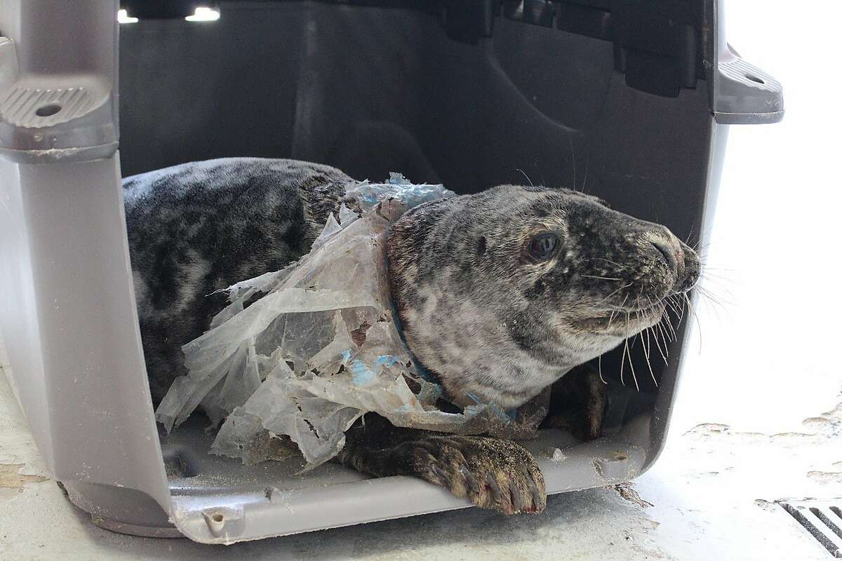 A rescued gray seal entangled in a plastic bag.