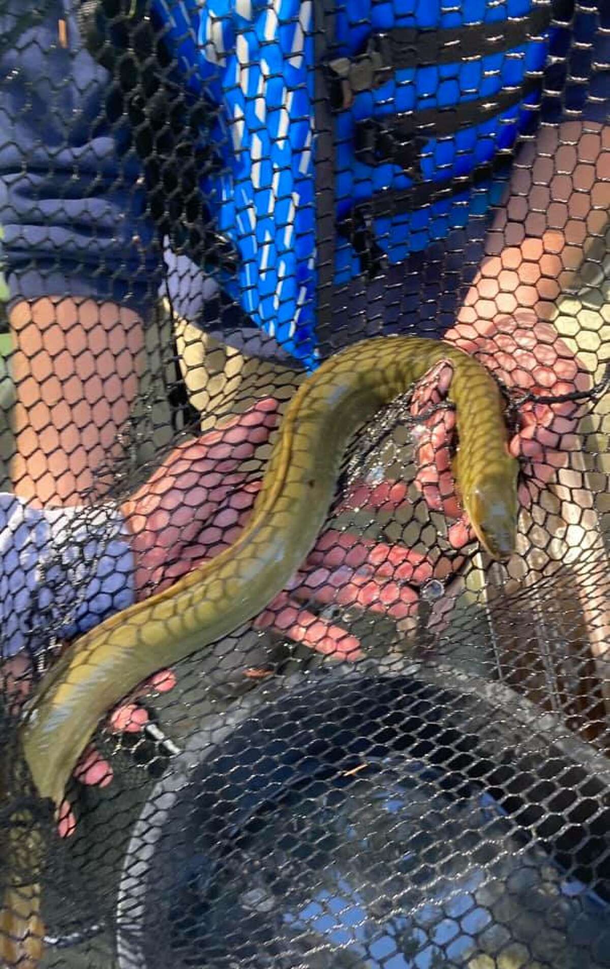 Staff members at Inland Fisheries San Antonio District said they caught and released their first-ever America eel at Media River during a recent Guadalupe Bass survey conducted earlier this month.