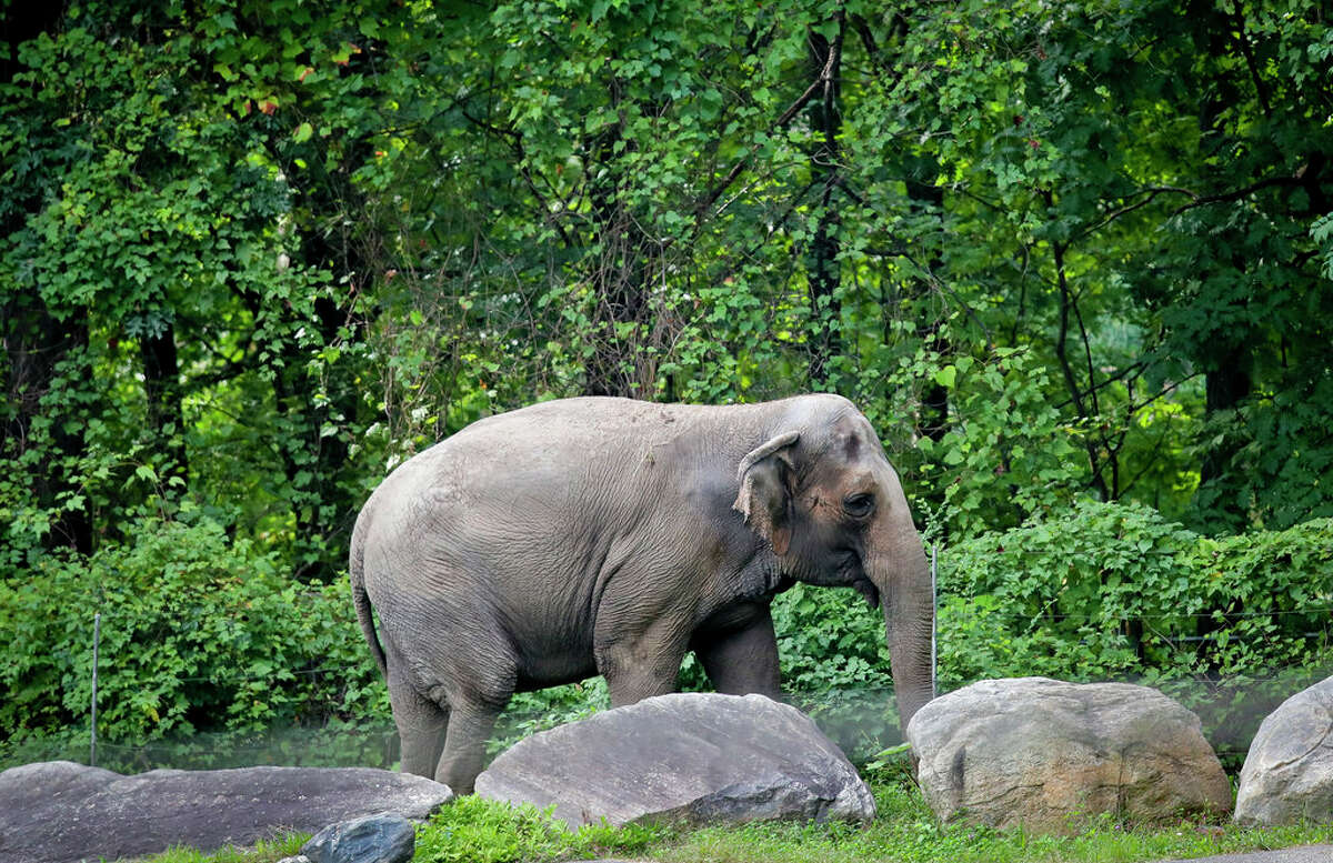 Bronx Zoo elephant "Happy" strolls inside the zoo's Asia display in 2018 in New York. An animal welfare group has brought legal action against the Bronx Zoo on behalf of Happy, who was separated from the zoo's two other elephants after they fatally injured her mate, arguing that the animal has similar rights to a human being and is being "unlawfully imprisoned." (AP Photo/Bebeto Matthews)