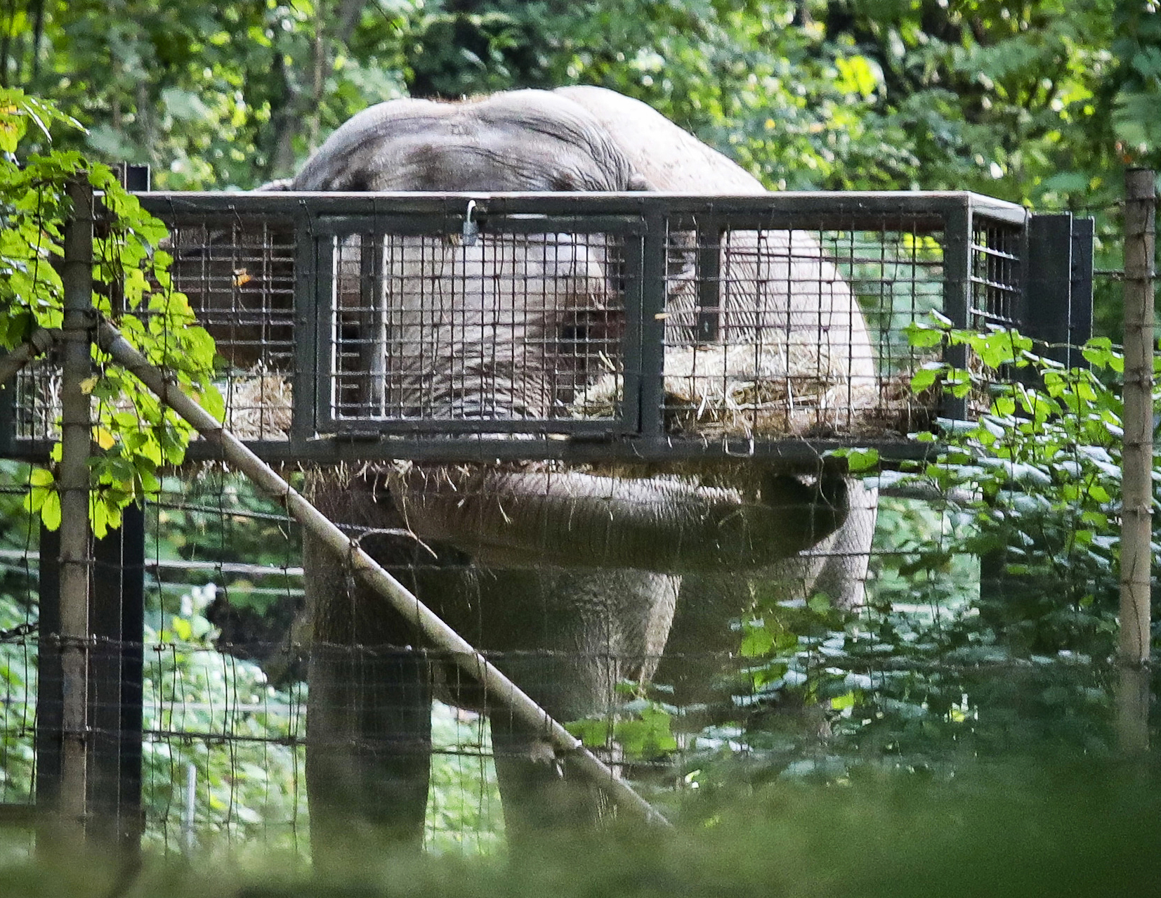 New York's top court to consider case of Happy the elephant - Vimarsana News