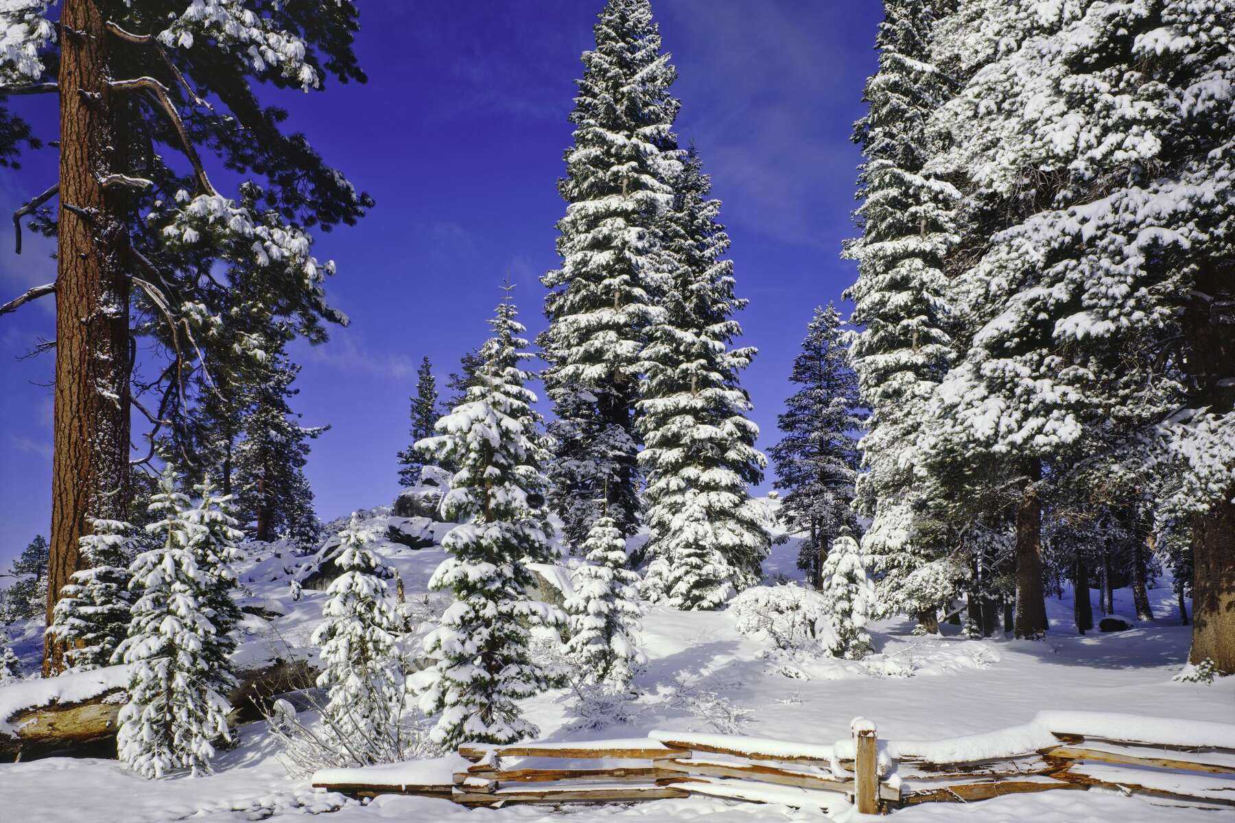 Tahoe Christmas Tree Permits 2022 You Can Get Your Own Christmas Tree From A National Forest. Here's How It  Works.