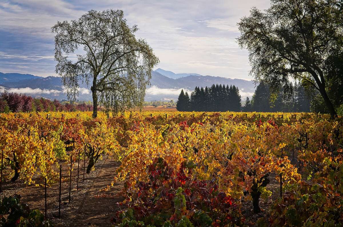 The Trentadue Winery vineyards look beautiful and will turn color in November 2020 in Geyserville, California.