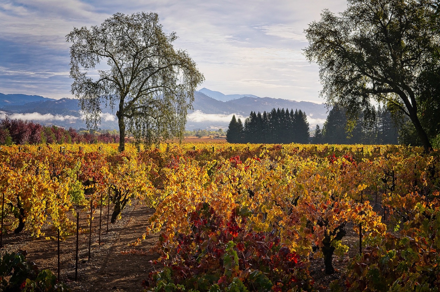Where to see fall colors in the Bay Area at their peak