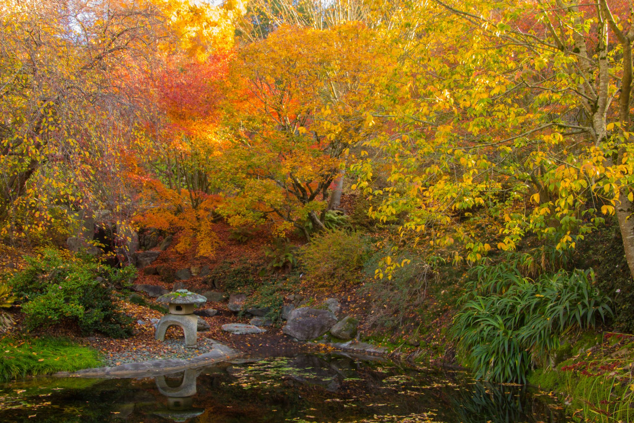 Fall colours are peaking across the San Francisco Bay Space