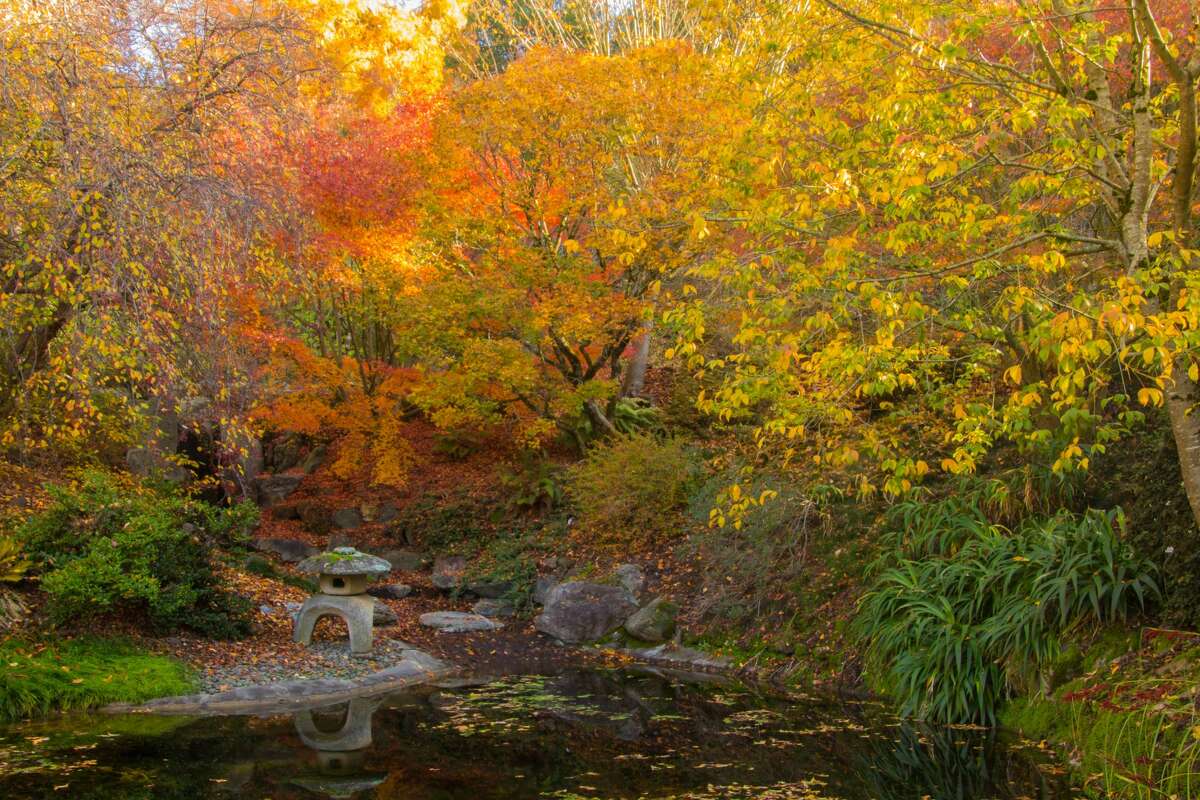 Fall colors are peaking around the San Francisco Bay Area