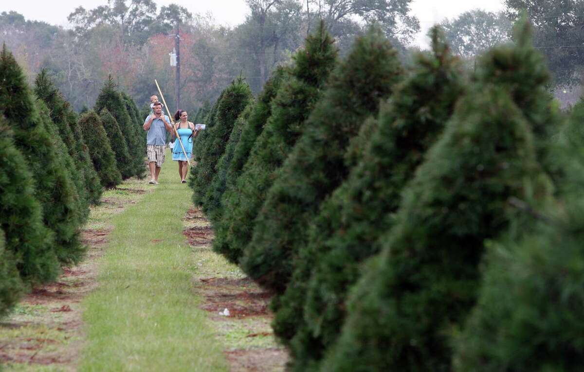 Michael Potter: How to select the right real Christmas tree for your family, situation