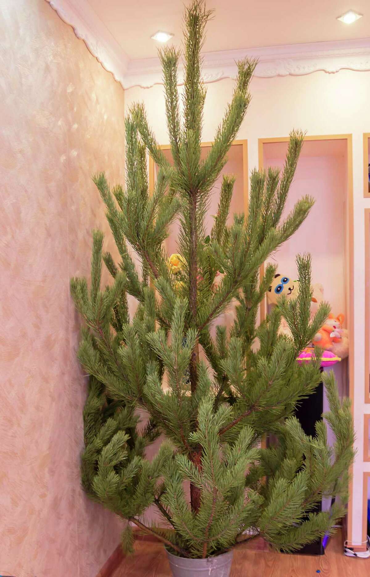 Calvin Finch Your guide to living Christmas trees that can be planted