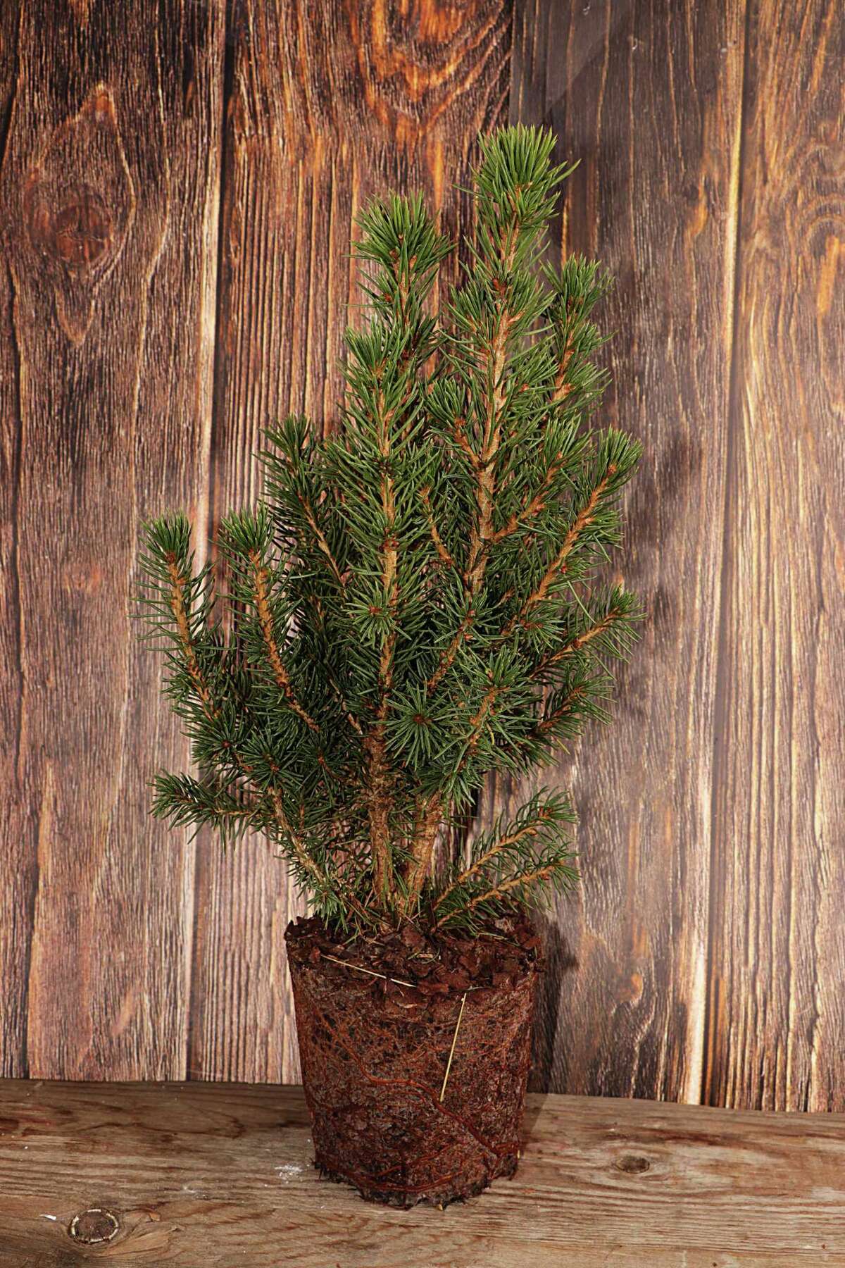 Calvin Finch Your guide to living Christmas trees that can be planted