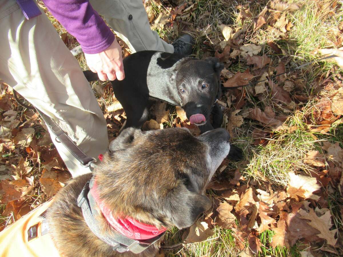 Munchkin the puppy gives Rocky the senior dog an enthusiastic greeting. (Herb Terns / Times Union)