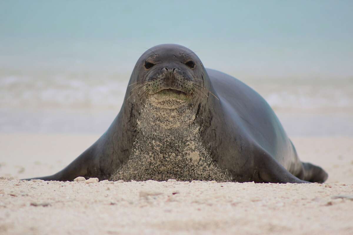 In an undated image provided by Megan Nagel/United States Fish and Wildlife Service, a Hawaiian monk seal. (Megan Nagel/United States Fish and Wildlife Service via The New York Times) -- FOR EDITORIAL USE ONLY. --