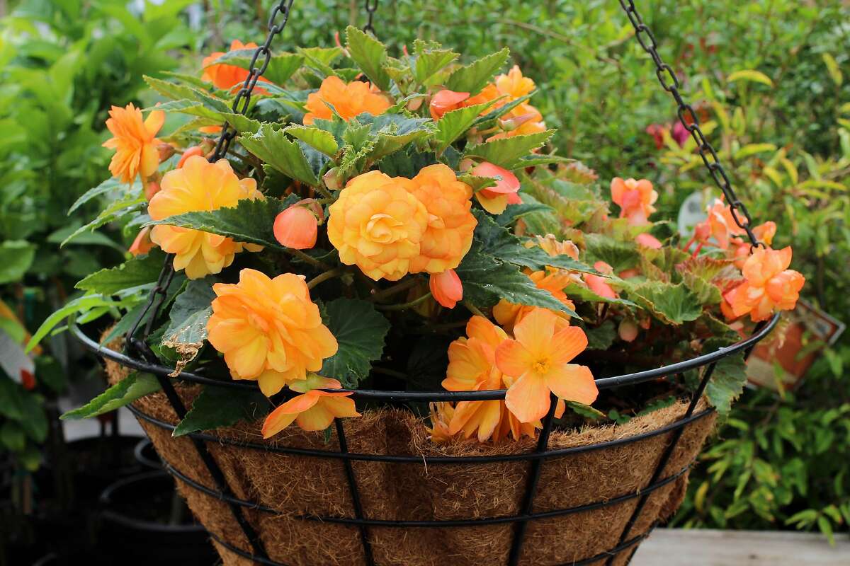 Begonias add cheer to the Bay Area winter garden