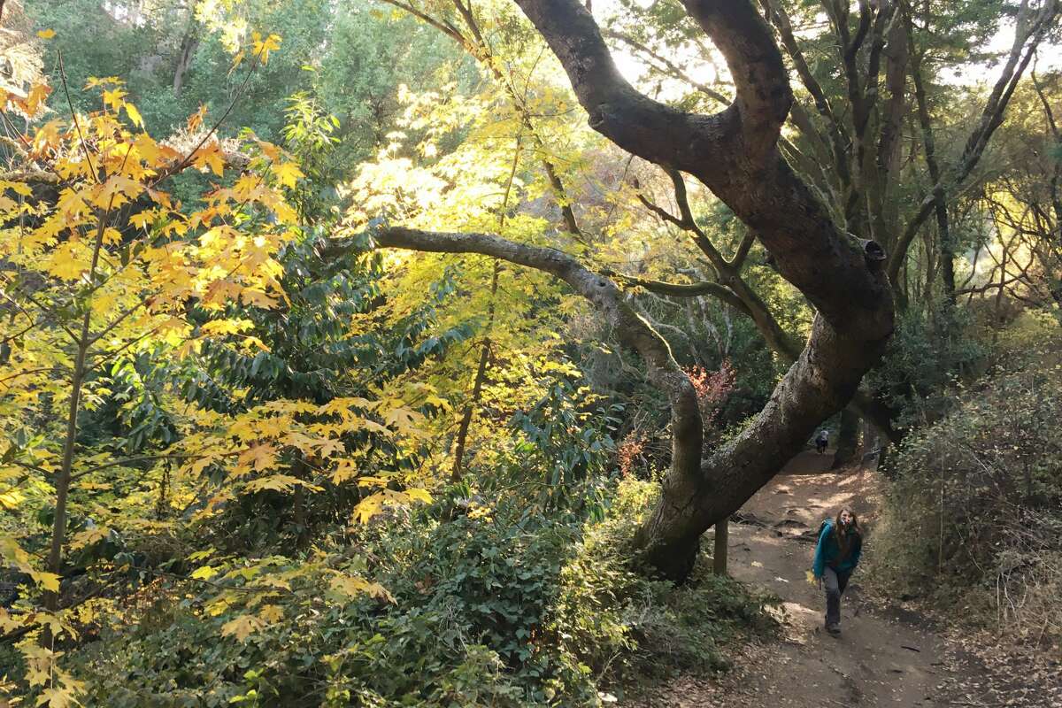 Fall colors are abundant along the Wildcat Creek Trail in Tilden Regional Park in Berkeley, California.