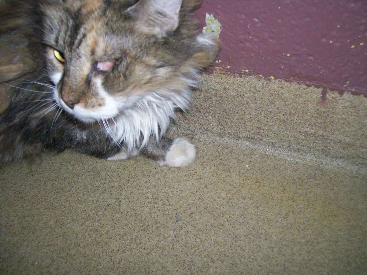 Cali, the calico cat Cali, a calico cat, also needs eye surgery. Her left eye is missing and without surgery to stitch the socket closed, it will continually get infected, Dellabianca said.