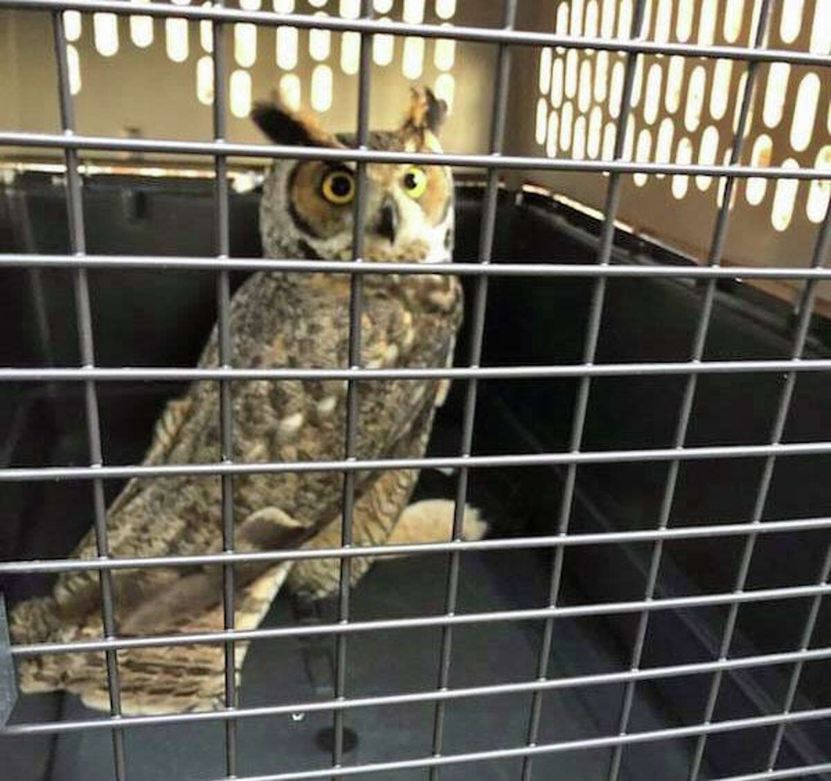 Danbury, Conn., firefighters rescued this owl after it got a talon trapped in netting near the driving range at a golf course.