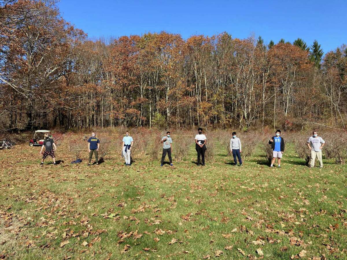 Spectrum/Mask-wearing and social distancing became part of life at Marvelwod School in Kent, including during the school's weekly community service. This group of students worked throughout the fall term tending the Marvelwood Blueberry Orchard.