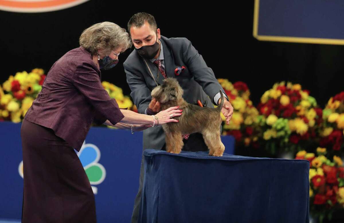 Judge Karen Wilson of Sperryville, Va., inspects Chester, Laura McIngvale Brown's award-winning Affenpinscher. The dog will compete in the National Dog Show, shown by trainer Alfonso Acevedo.