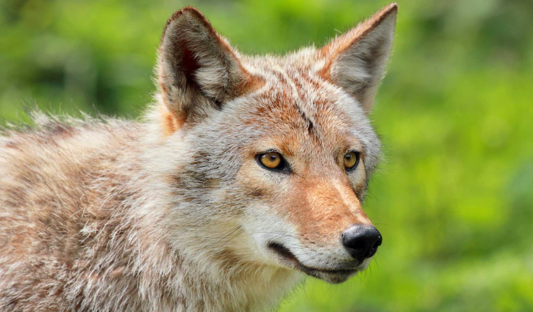 Coyote sightings common at San Antonio Spurs games and, increasingly