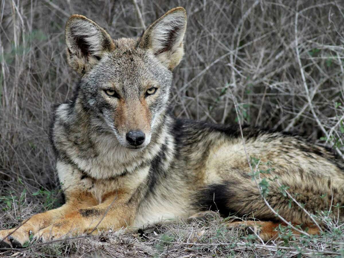 Coyote sightings common at San Antonio Spurs games and, increasingly