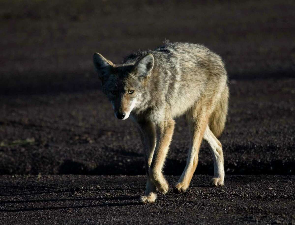 Coyote sightings common at San Antonio Spurs games and, increasingly