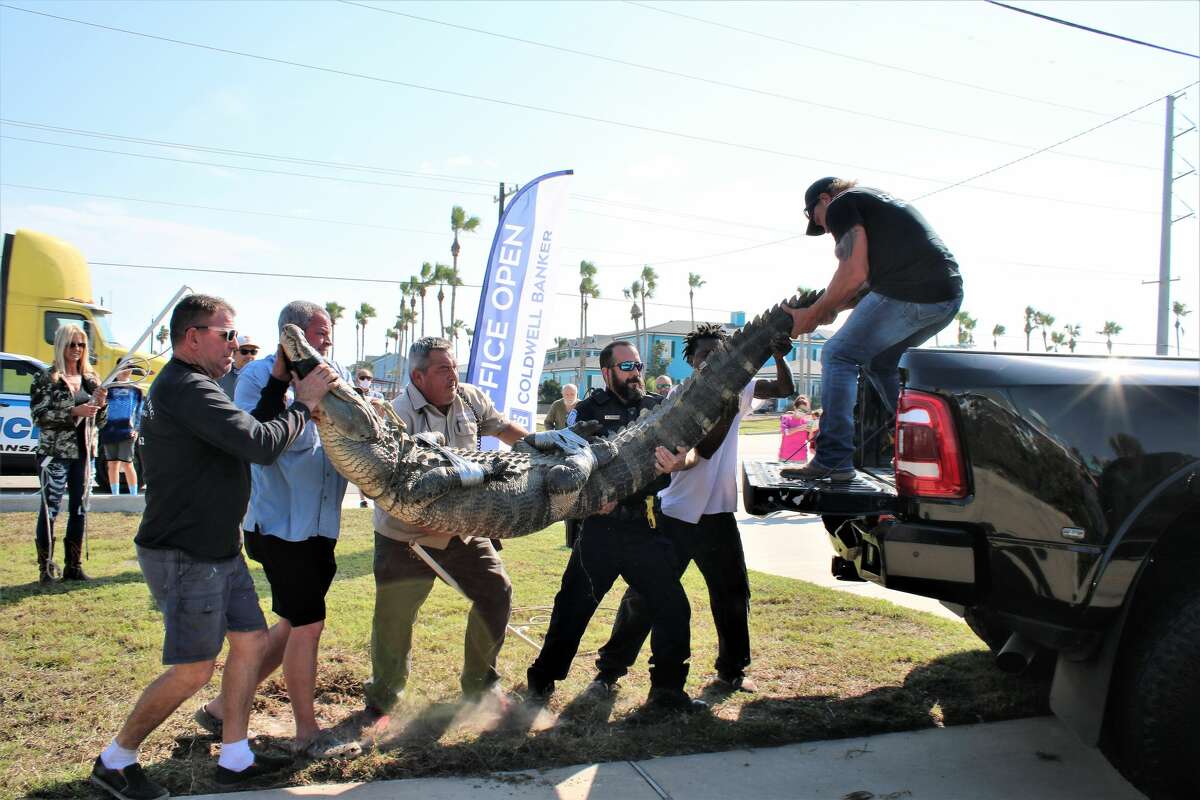 Port Aransas officials remove 'Dollar Store Gator' after residents began throwing glass, items at it: In November, Port Aransas officials had to call in experts to remove a 10-foot alligator that had been lurking in the city since the summer after residents continued to throw glass and other items at it, according to the city's animal control officer Richard Gleason. Click here to read more. 
