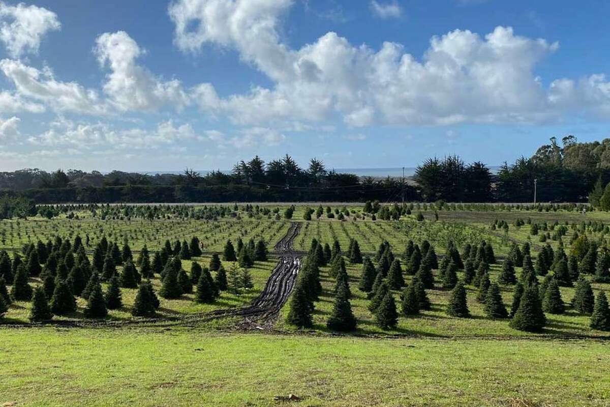 Where you can cut down your own Christmas tree in the Bay Area