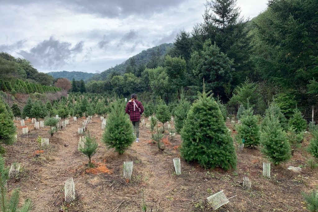 Where you can cut down your own Christmas tree in the Bay Area