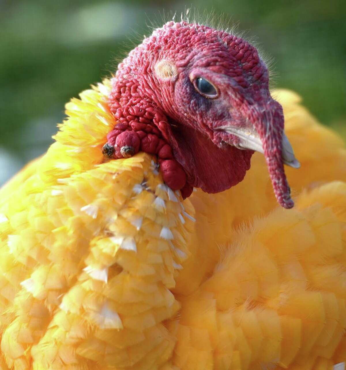 In this file photo, Gozzi's Turkey Farm’s yearly tradition of turkeys dyed in different colors., here in 2018. According to snftoday.com, 46 million turkeys are eaten each Thanksgiving. - The first Thanksgiving included 90 Wampanoag Indians. The 2010 Census counted 6,500 members of the Wampanoag American Indian tribal grouping. - In 1620, the estimated population was 2,499 (The census bureau cites this table on page 25 of “Historical Statistics of the United States,” published in 1949 by the Census Bureau.) - Fifty-three pilgrims celebrated the fall harvest, an English tradition, in the New World in 1621. - In 2018, some 22.8 million people in the U.S. reported English ancestry. The number in Massachusetts was 607,612. - President Abraham Lincoln named the last Thursday of November as a national day of thanksgiving on Oct. 3, 1863. - President Franklin Roosevelt officially “declared that Thanksgiving should always be celebrated on the fourth Thursday of the month to encourage earlier holiday shopping.”