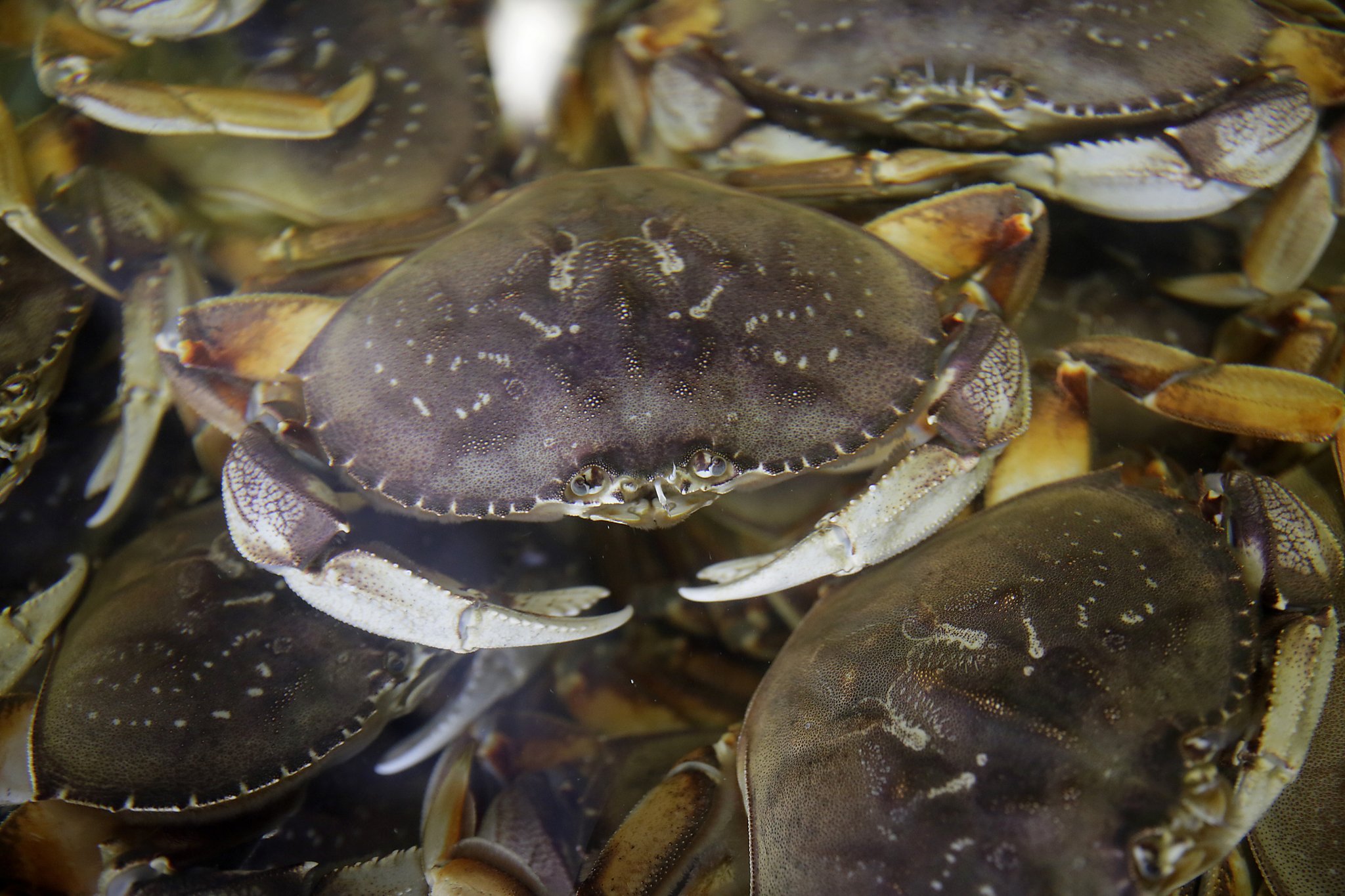 Bay Area’s commercial Dungeness crab season delayed again to Dec. 16