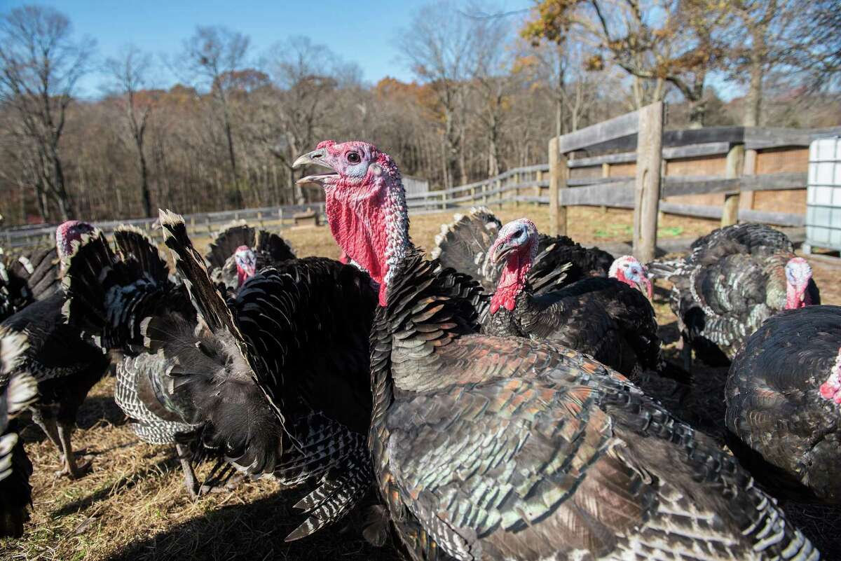 Wilton turkey farm doubles its flock and sells them all
