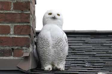 Rare snowy owl perches on rooftops in Seattle's Queen Anne neighborhood,  drawing bird watchers