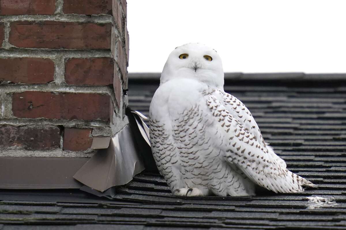Rare snowy owl perches on rooftops in Seattle's Queen Anne neighborhood