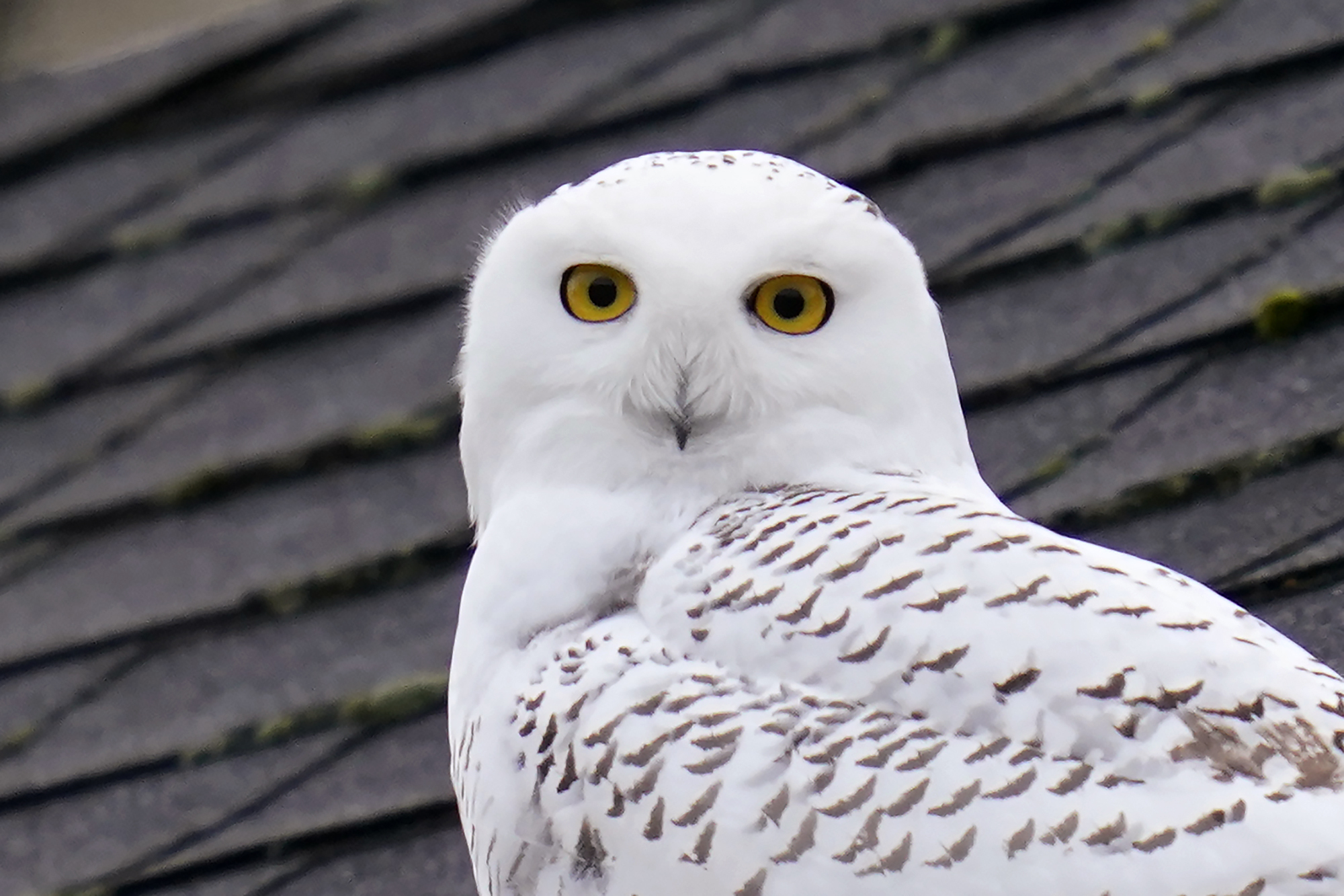 squishable snowy owl