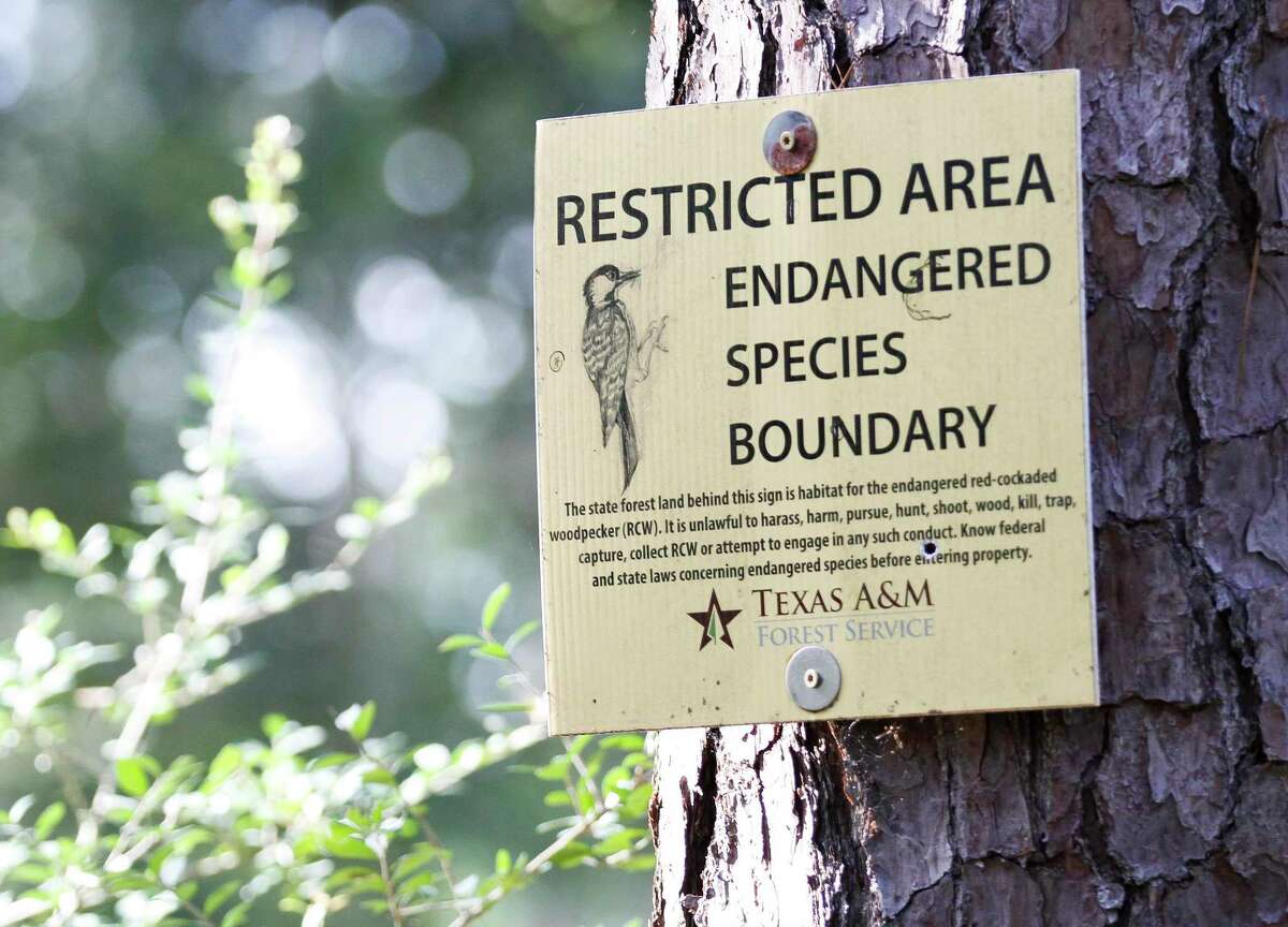 A sign notifies visitors of a restricted endangered species boundary for the red-cockaded woodpecker in William Goodrich Jones State Forest, Tuesday, July 2, 2019, in Conroe.