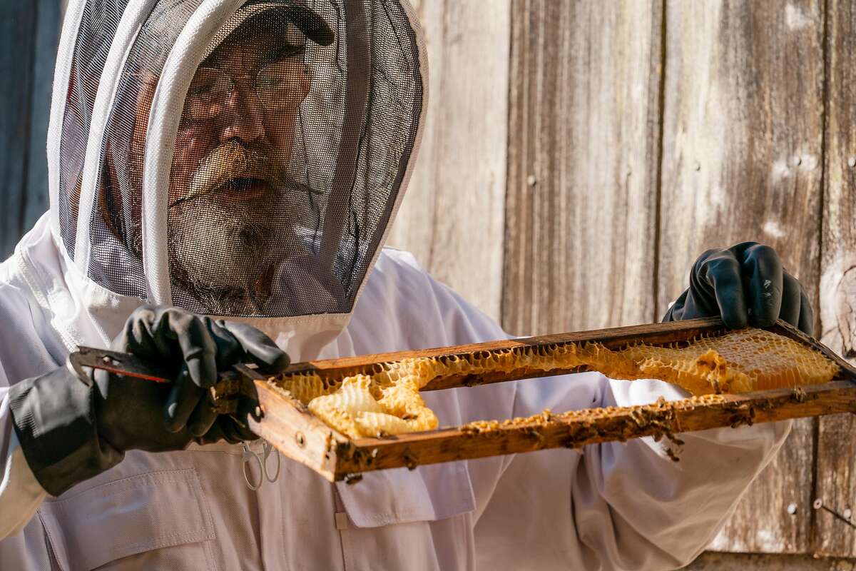 Bee keeper Jeffrey MacMullen examines a honeycomb in San Francisco, Calif., on Thursday, November 26, 2020.