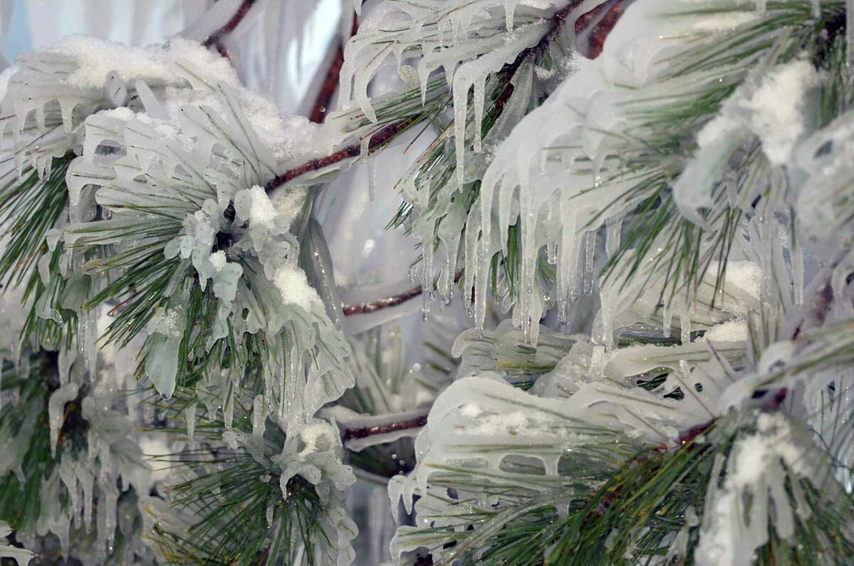Ice encases the needles of a pine tree. (Michigan Department of Natural Resources/Courtesy Photo)