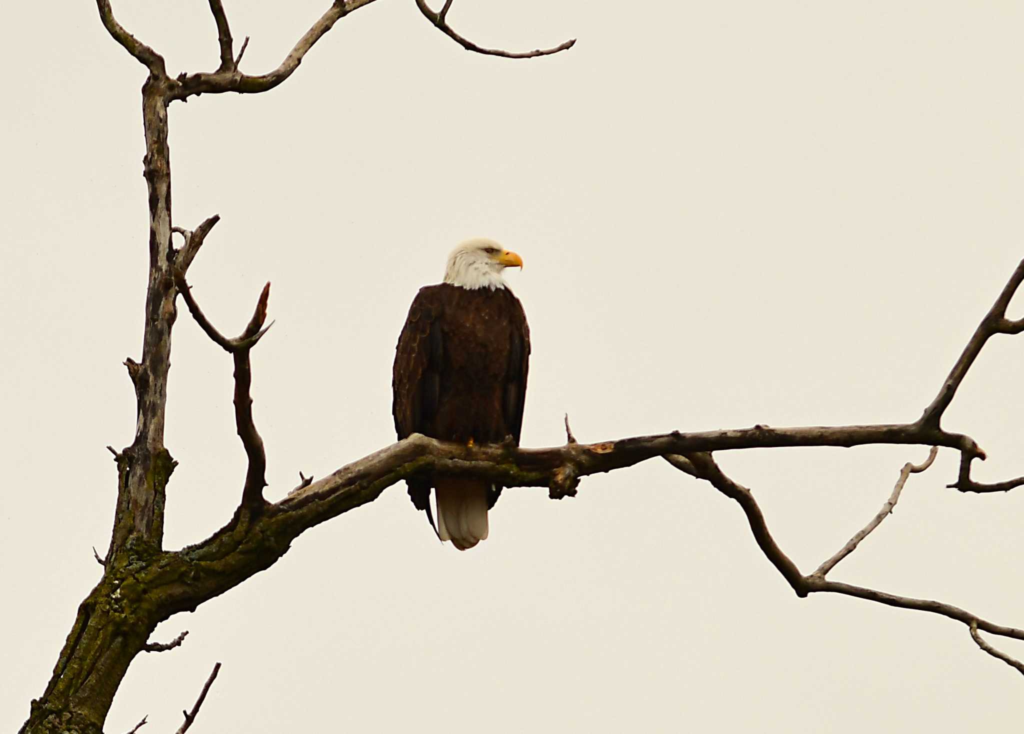 Letter: What happens to eagles displaced by proposed Green Island project? - Vimarsana News