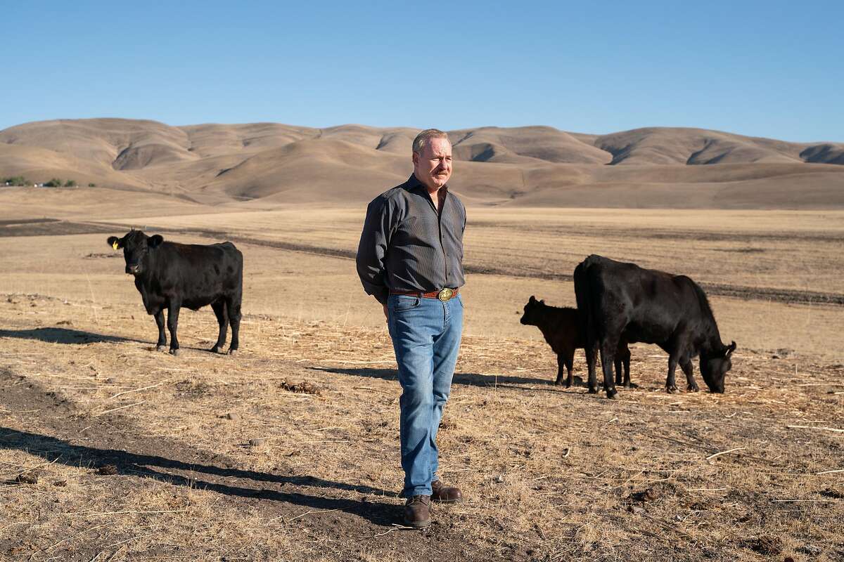 Chris O'Brien, 60, poses for a photo with cattle on his property in Livermore, Calif., on Tuesday, Nov. 24, 2020. O'Brien is opposed to a 500-acre solar development plan, which will cover the open space surrounding his home in North Livermore.