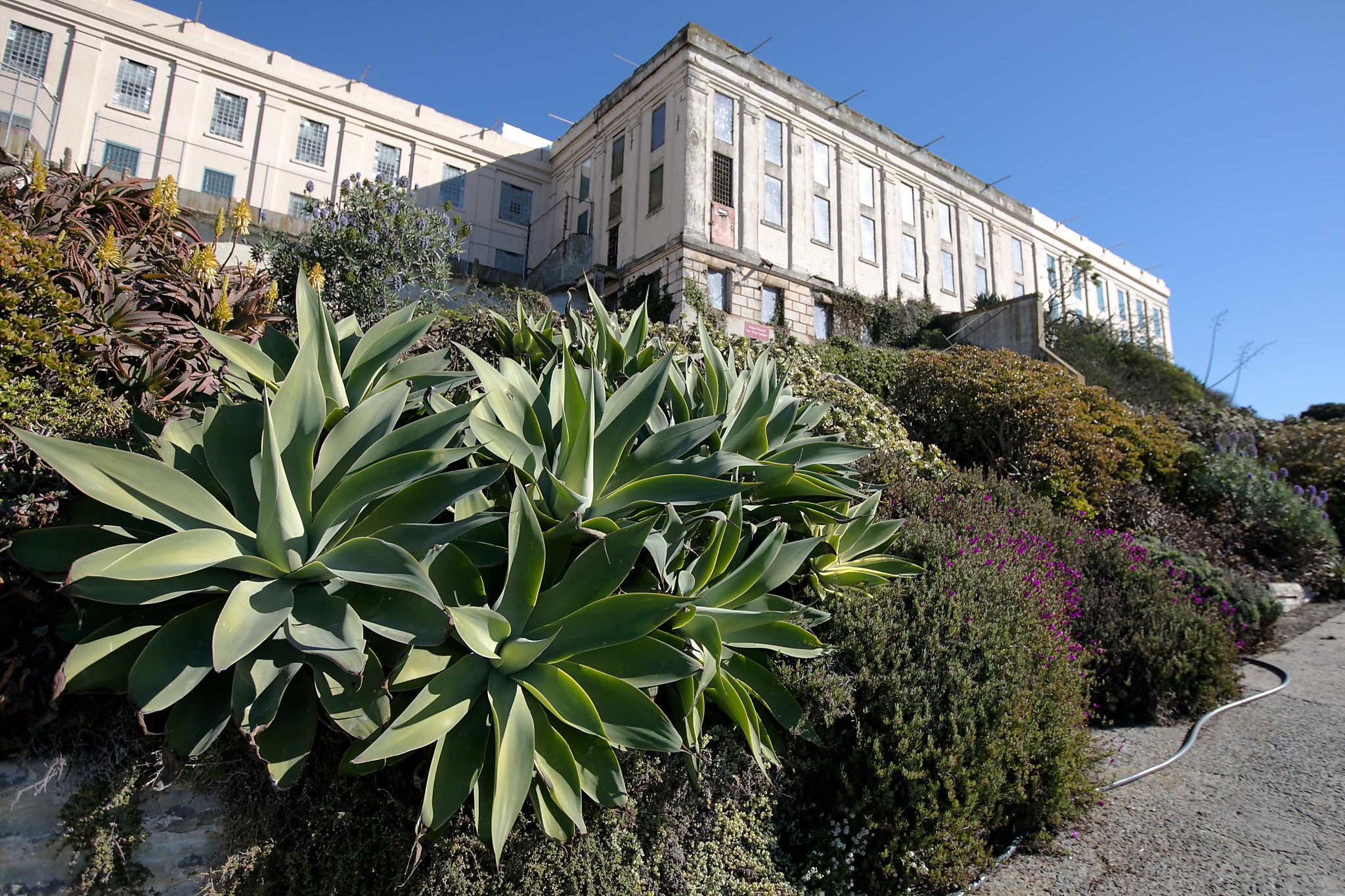 Rare Rose Rediscovered on Alcatraz 30 Years Ago Teaches Resilience Today