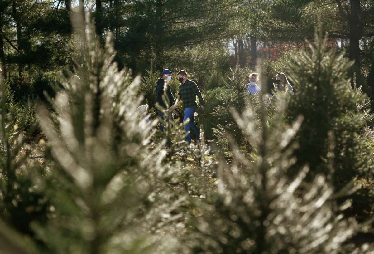 Guests wear masks as they cut their own Christmas trees at Jones Tree Farm in Shelton, Conn. on Sunday, November 29, 2020.