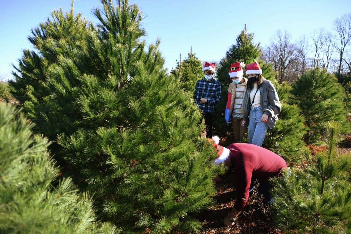 As shortages squeeze Christmas tree industry, CT grower advises to buy early