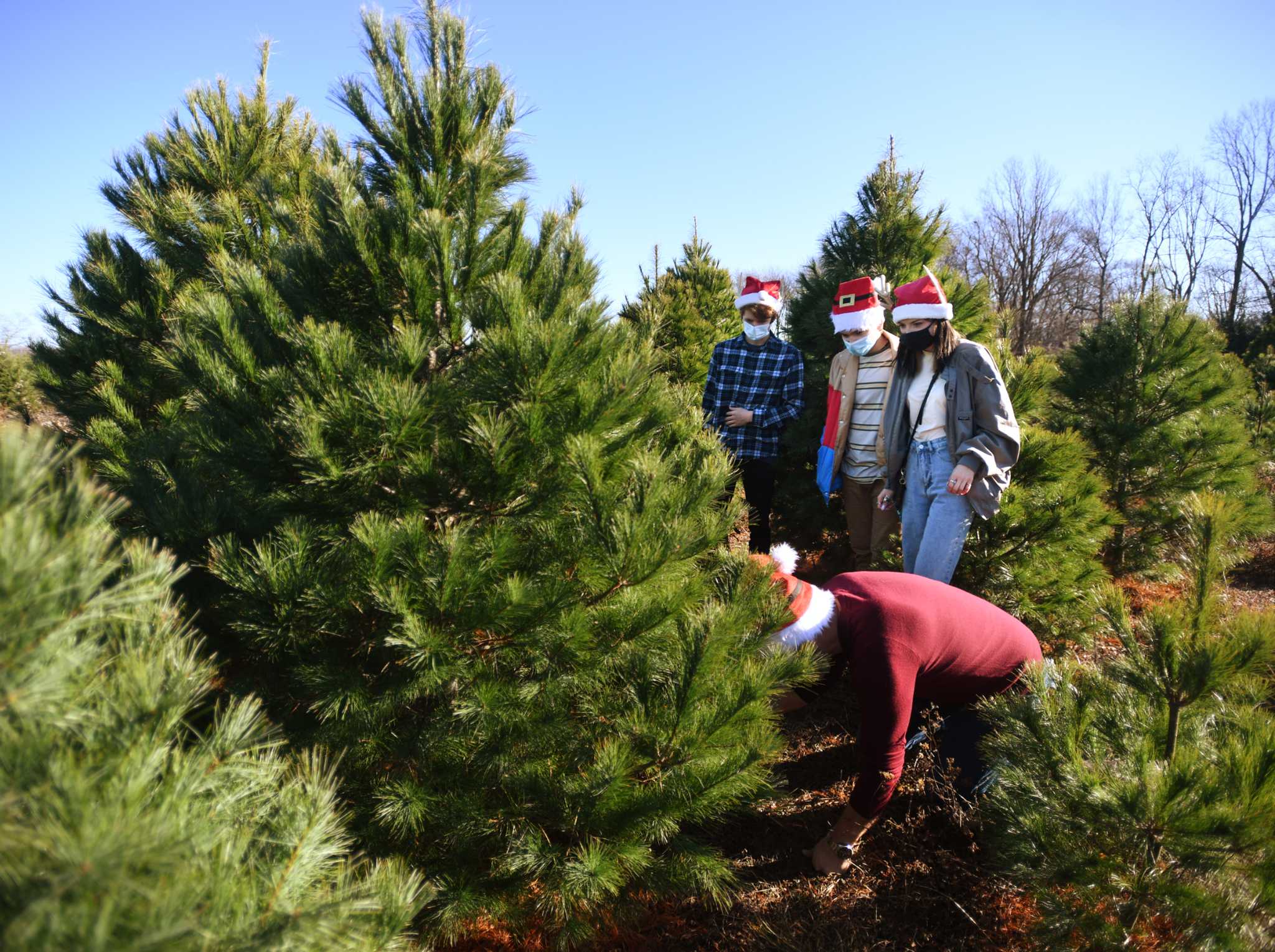 Ucut Christmas Trees 