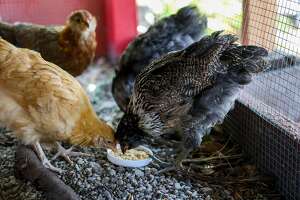 Move over pandemic puppies. COVID chickens are on the rise
