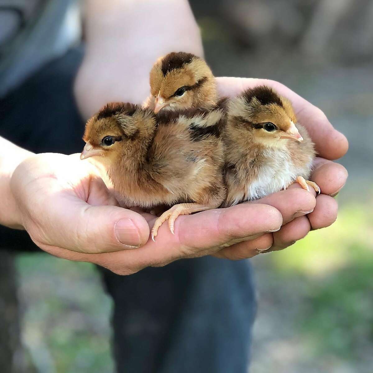Heritage Welsummer chicks at Alchemist Farm in Sebastopol. Owner Franchesca Duval says 60% of orders during the pandemic have been from new chicken-keepers.