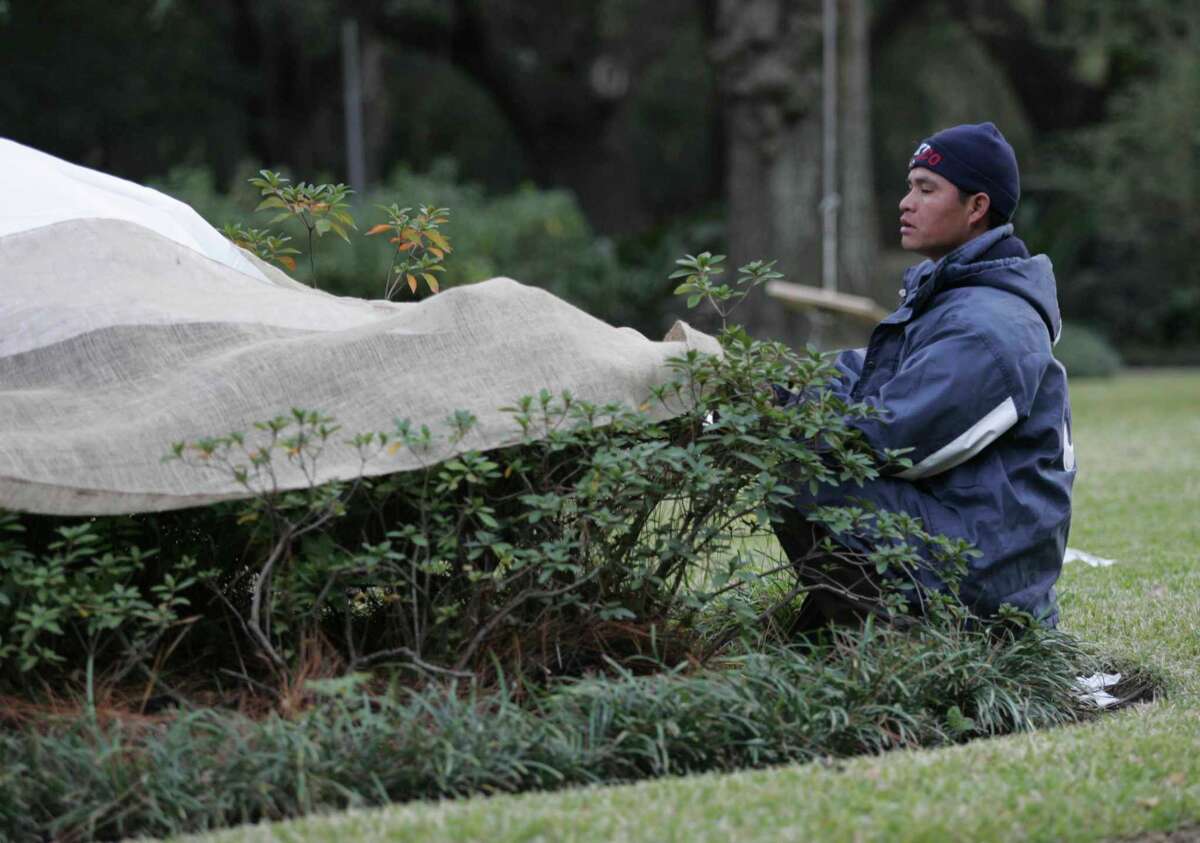 Tips on how to protect plants from freezing temperatures