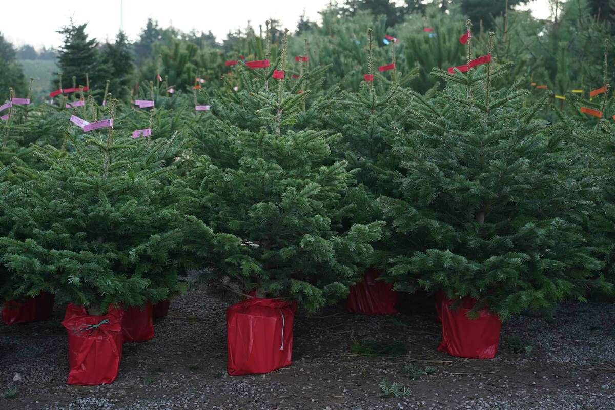 Potted Christmas trees are lined up ready to sell Nov. 24 at a nursery in Germany. A live, container-grown Christmas tree can be planted following the holidays for year-round enjoyment.(Photo by Sean Gallup/Getty Images)