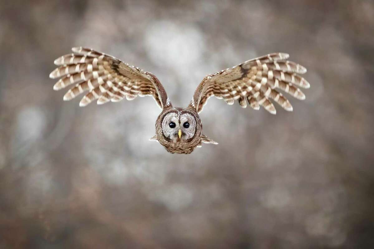 The barred owls common around San Antonio are a real hoot