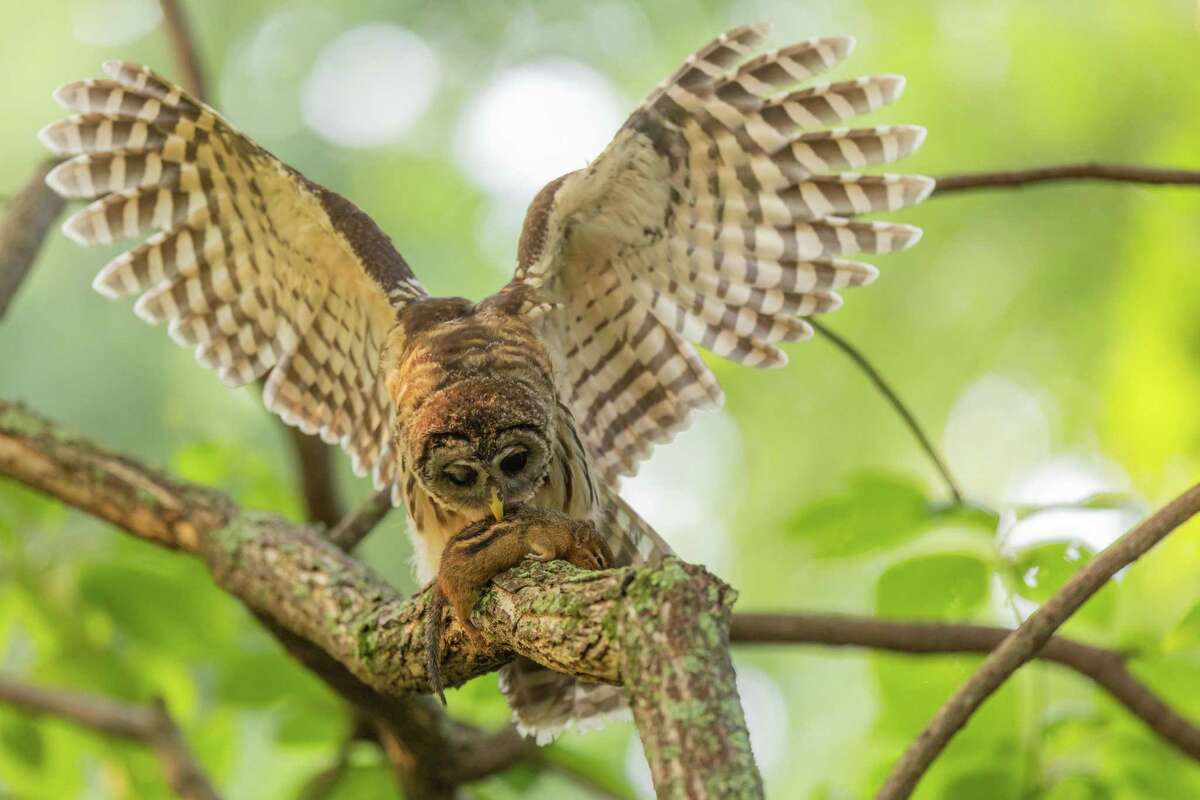 The barred owls common around San Antonio are a real hoot