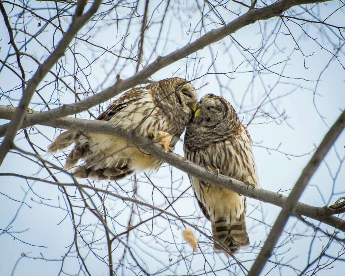 The barred owls common around San Antonio are a real hoot