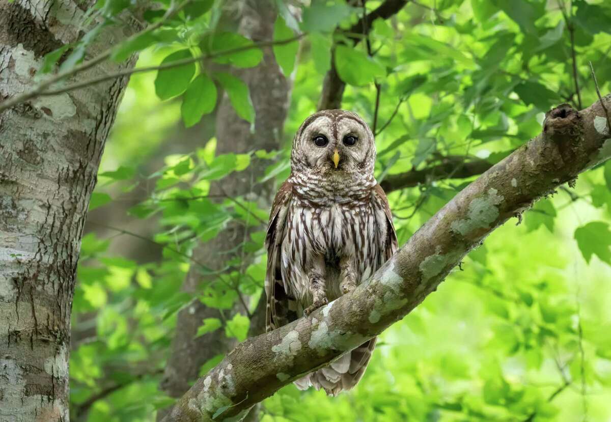 The barred owls common around San Antonio are a real hoot